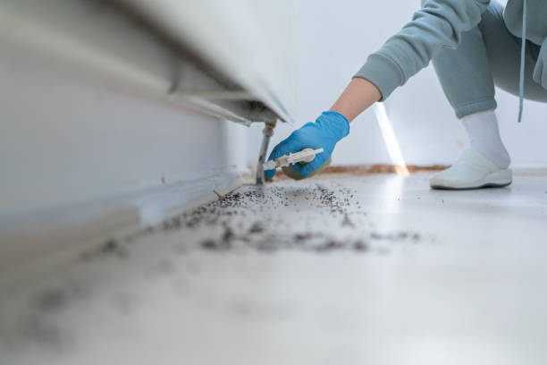 Insect Control in Lake Ozark, MO